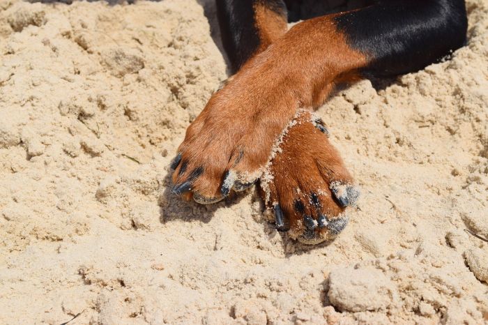 8 Dog Licking Paws Remedies To Try At Home Canine Weekly