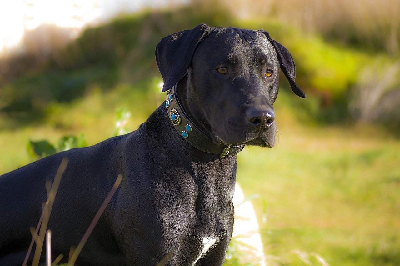 barksbar large orthopedic dog bed