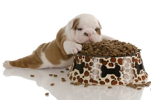Satisfaction With EUKANUBA Adult Dry Dog Food