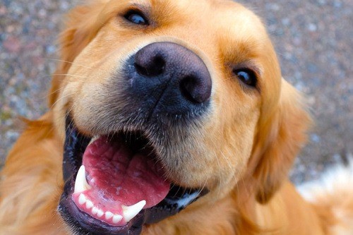 Happy Dog Showing Teeth