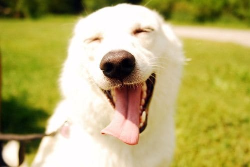 Happy Dog With EUKANUBA Adult Dry Dog Food
