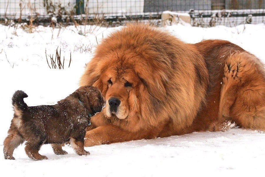 giant dog breeds