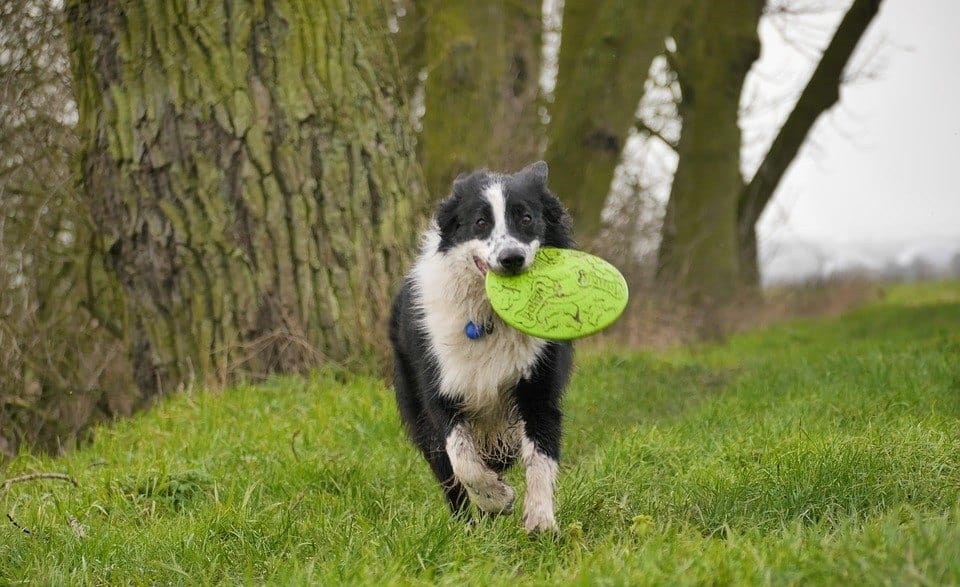 high energy dog breeds high energy dog breeds