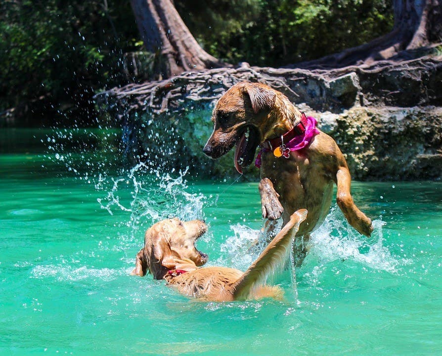 high energy dogs high energy dogs