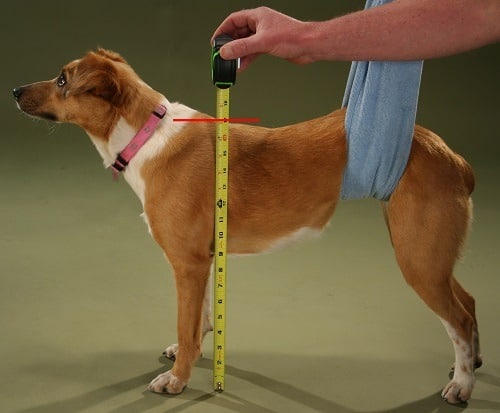 Dog Mesuring