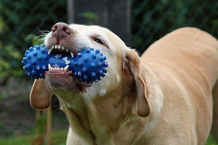 dog ball for heavy chewers