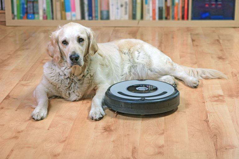 7 Home Remedies for Dog Shedding (Guide) Canine Weekly