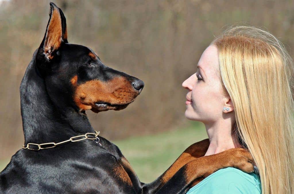 best travel accessories for dogs
