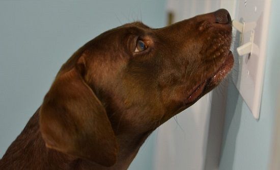 Dog switching lights on and off