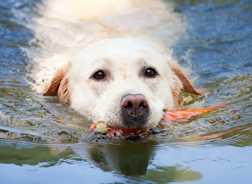 Can All Dogs Swim? 30 Best and Worst Swimming Dogs