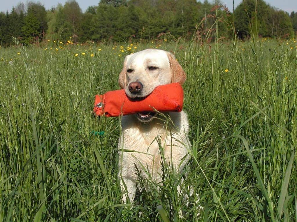 7 Best Duck Hunting Dogs Capable Retrievers Canine Weekly