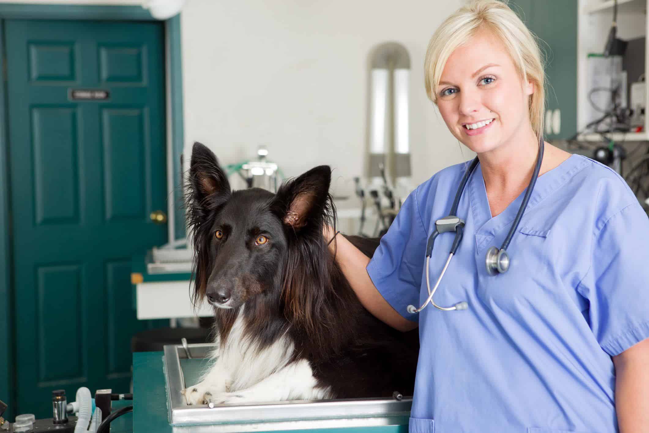 Digestion Problems In Dogs Do Large Breeds Have It Worse 