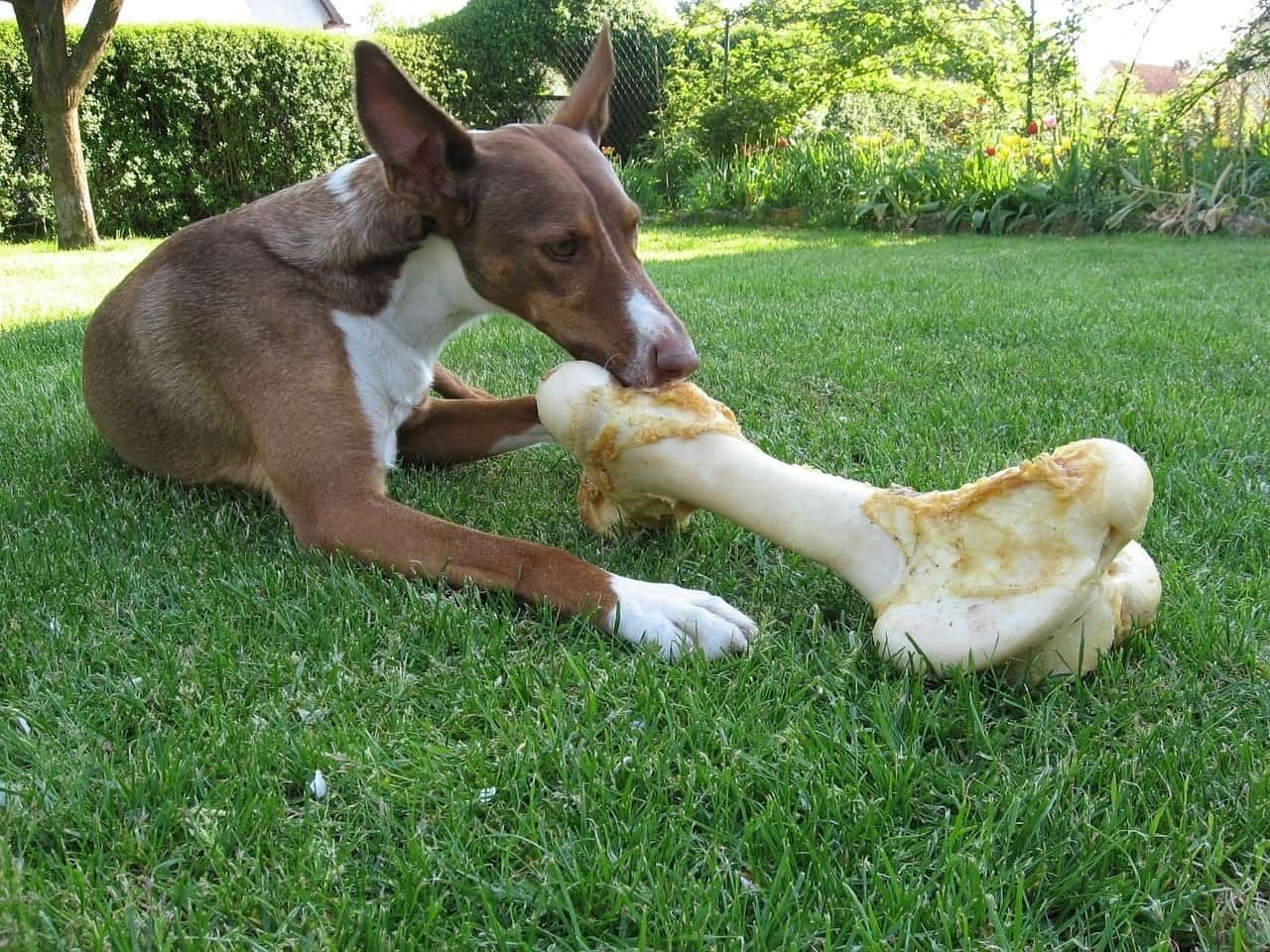 best dog chews for aggressive chewers