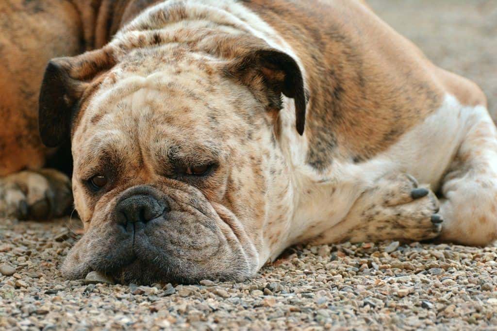 dog bloat