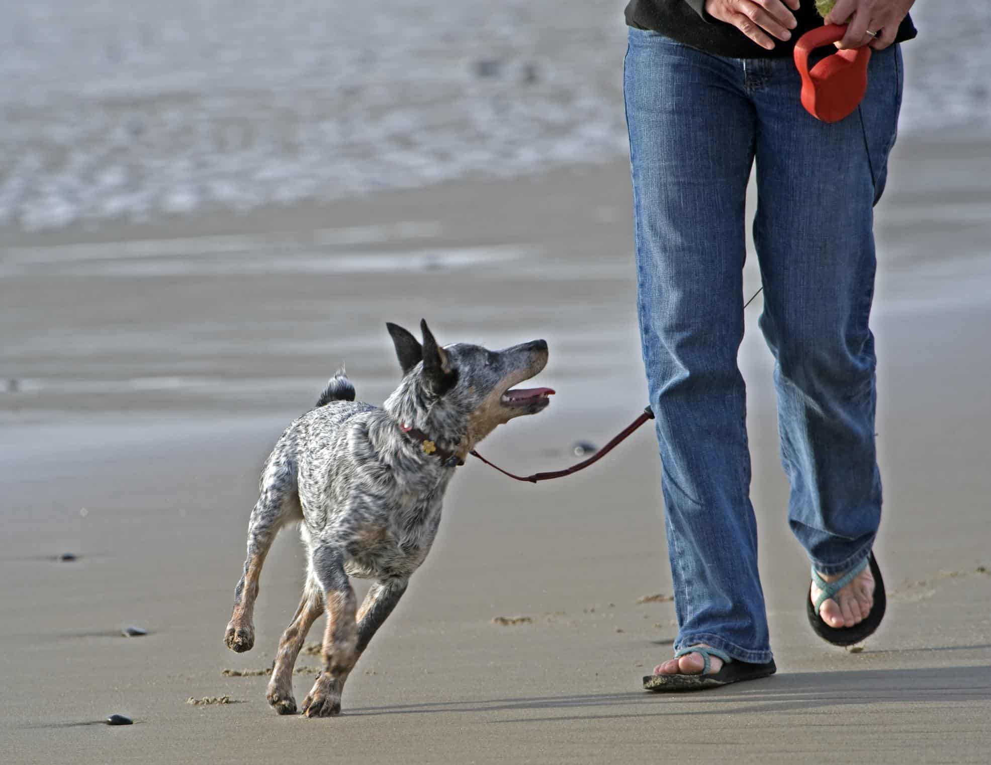Why a Retractable Dog Leash is a Bad Idea