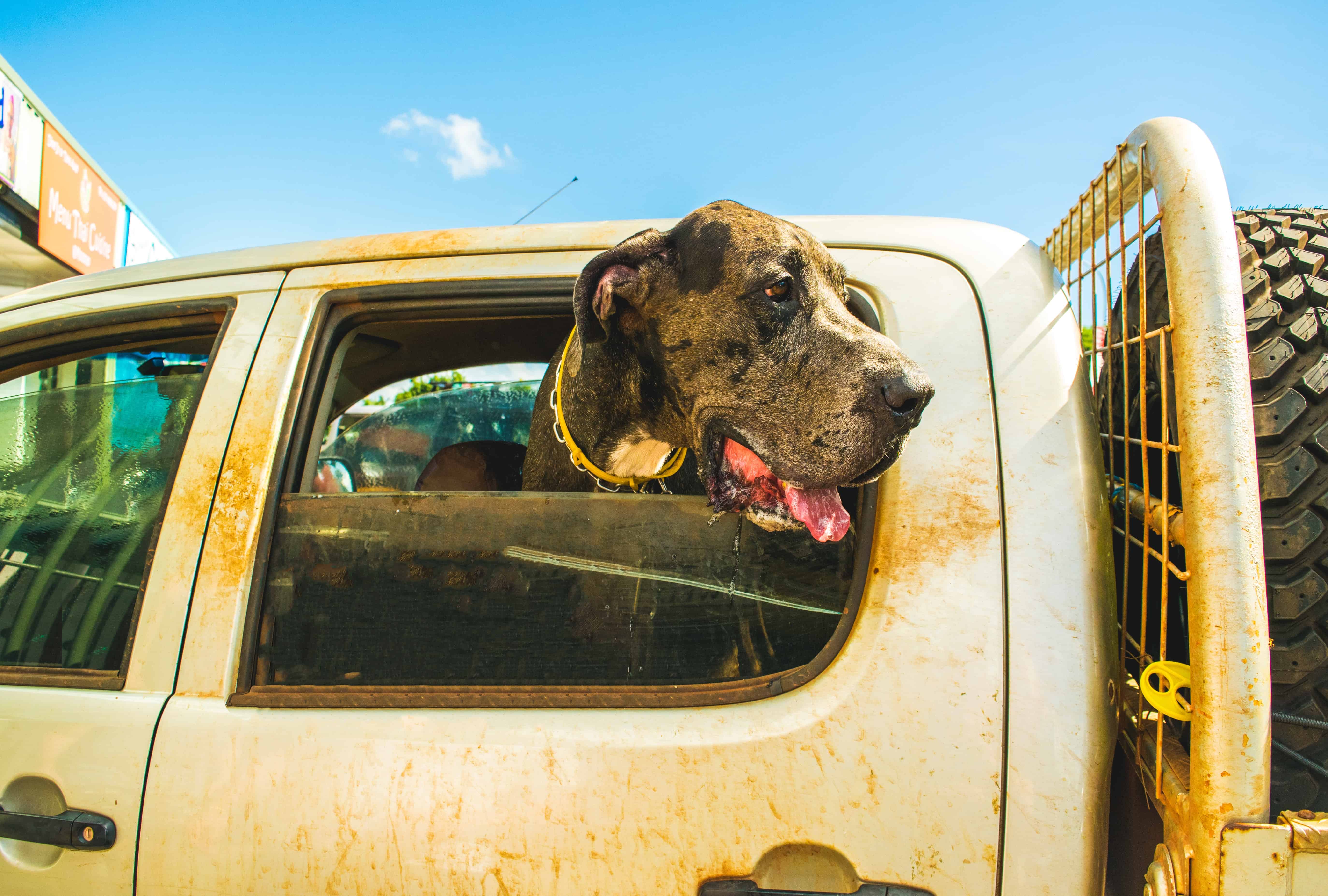 great dane health problem