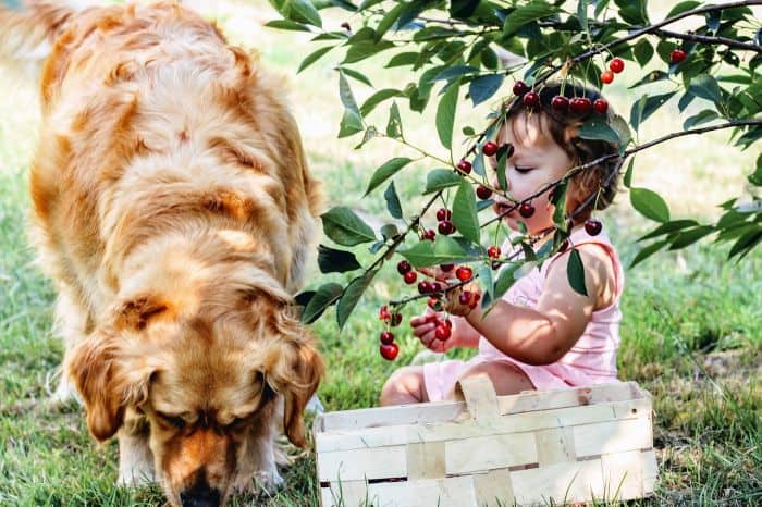 Dog eating fruit