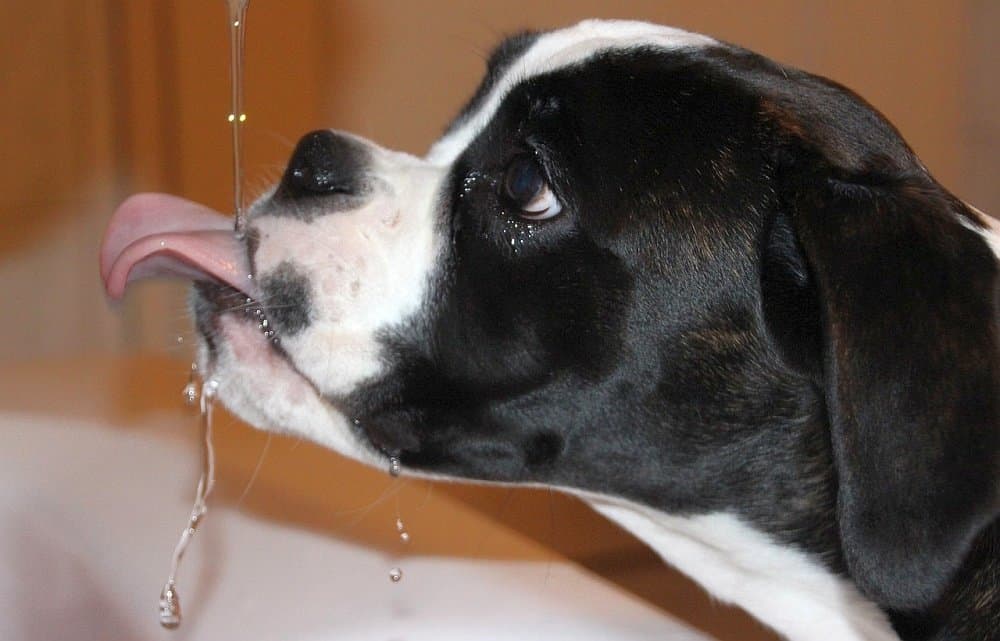 Exessive Thirst in Dogs: 9 Reasons Your Dog Won't Stop Drinking