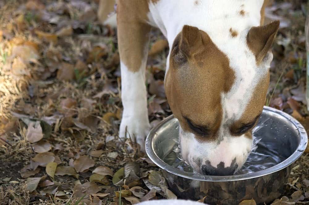 the-causes-of-thirst-in-cats-and-how-it-can-be-treated