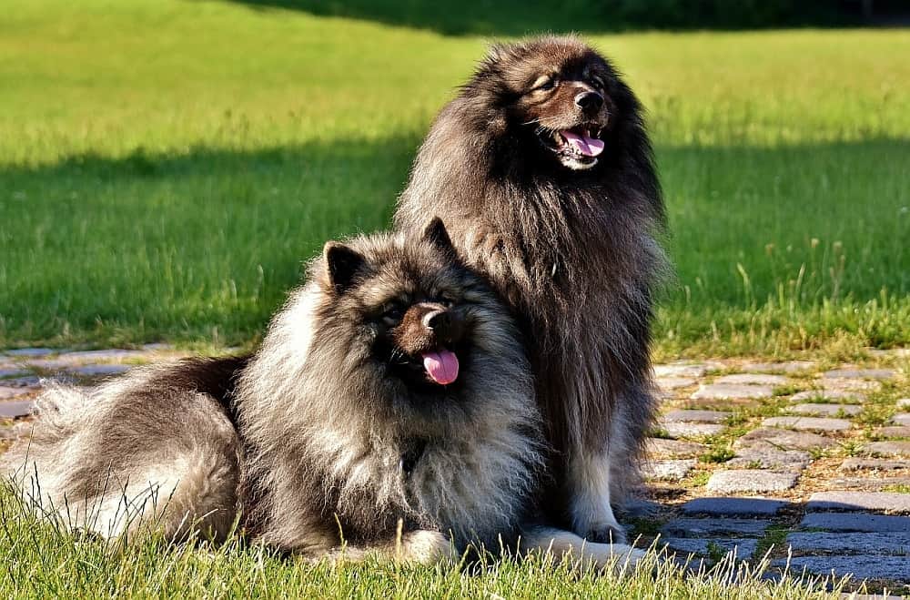 dog-healthy-coat