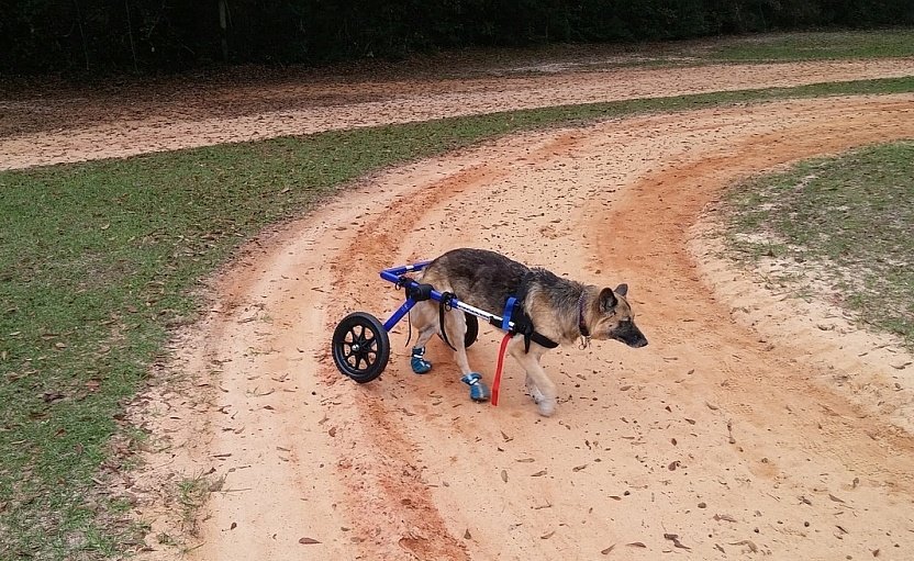 Best Dog Lift Harnesses and Other Mobility Aids Canine Weekly