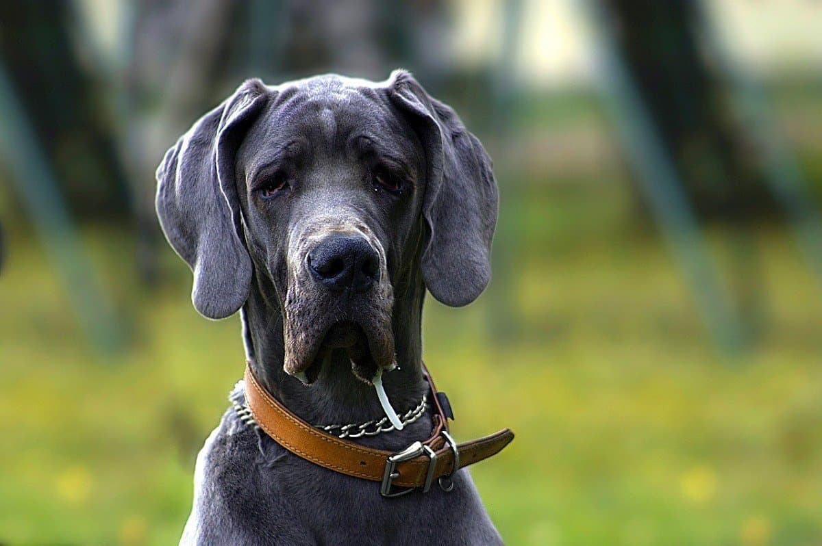 best joint supplement for great danes