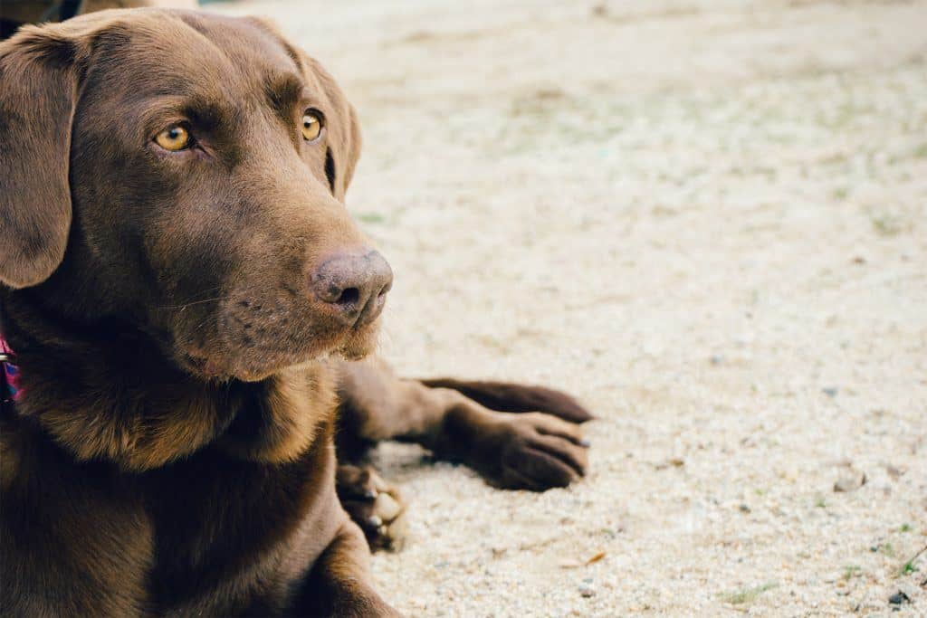 dog-skin-conditions