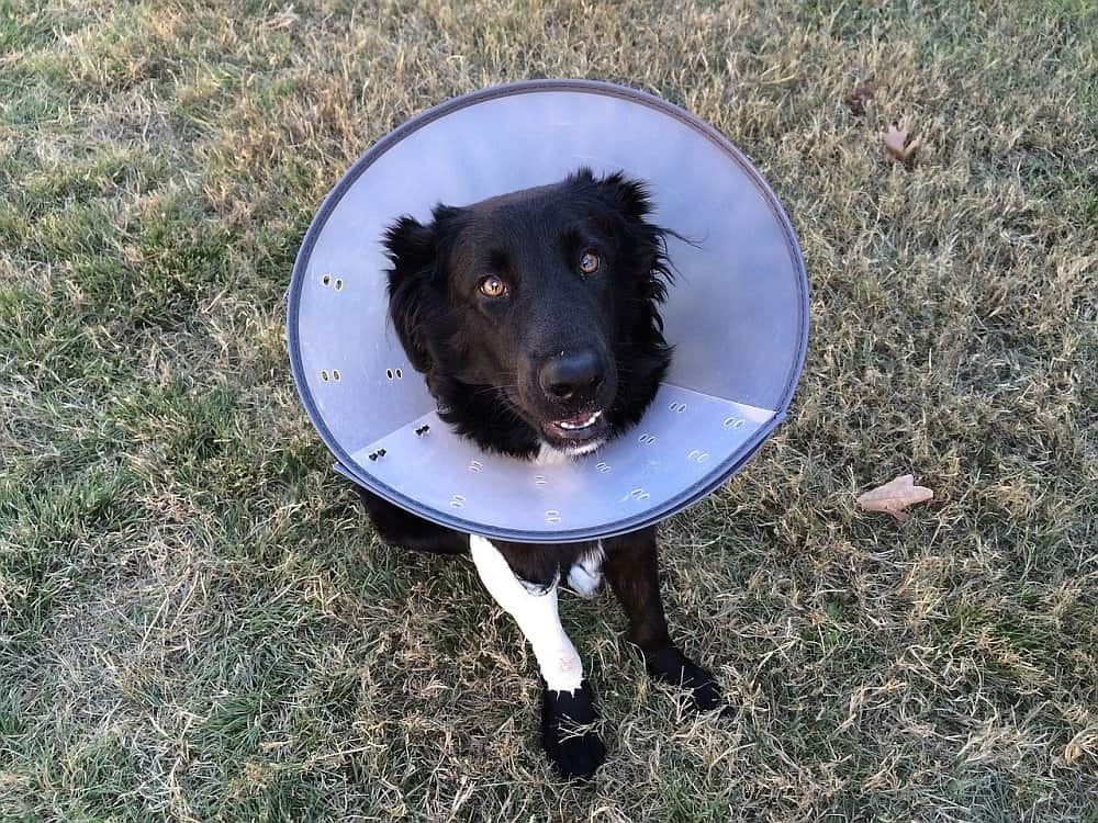 dog-with-skin-problem