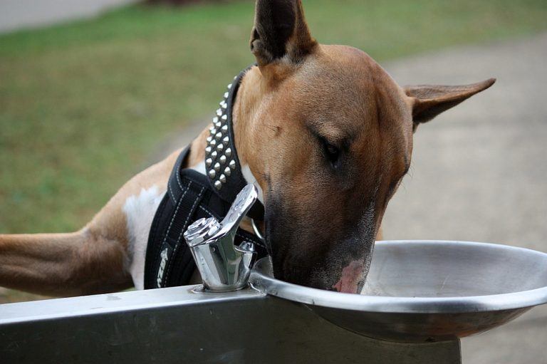 Exessive Thirst in Dogs 9 Reasons Your Dog Won't Stop Drinking