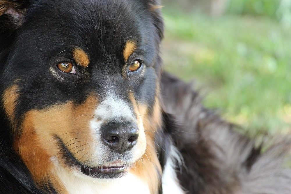 dogs-lick-granuloma
