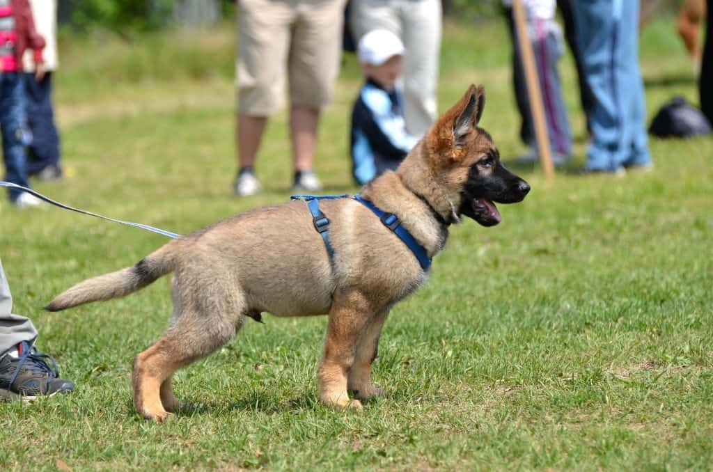 How to Train a German Shepherd Puppy Canine Weekly