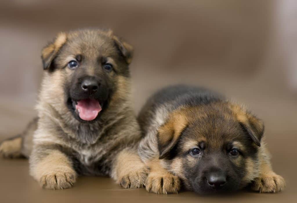 How to Train a German Shepherd Puppy Canine Weekly