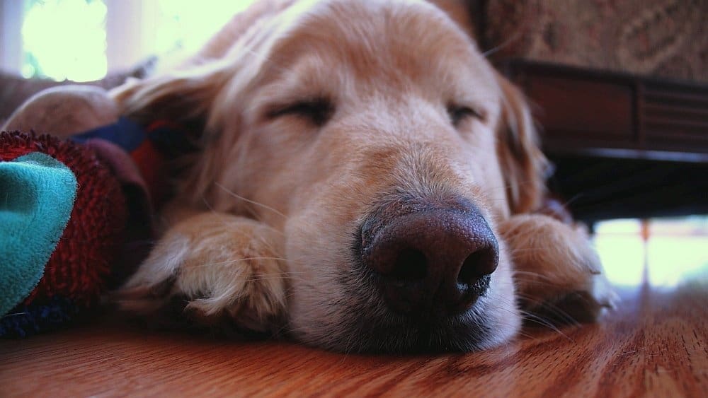 orthopedic dog bed 3