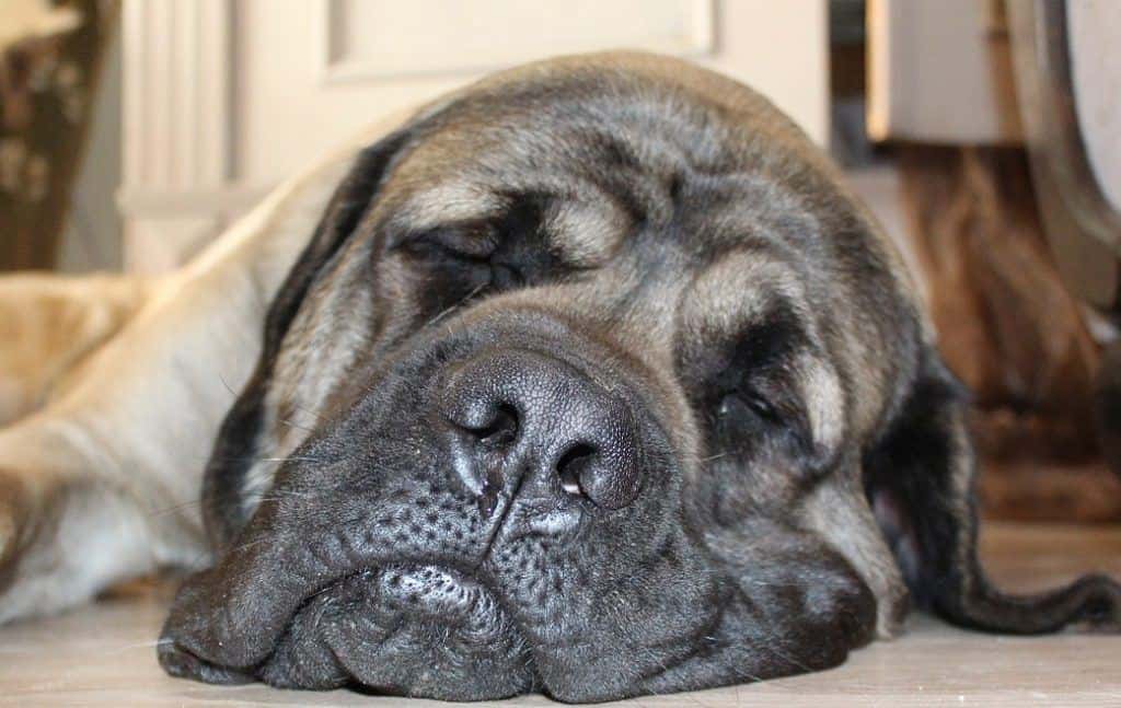 orthopedic dog bed 4