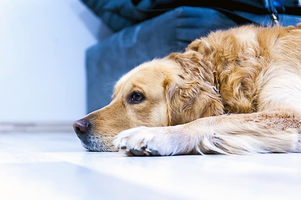 orthopedic dog bed 5