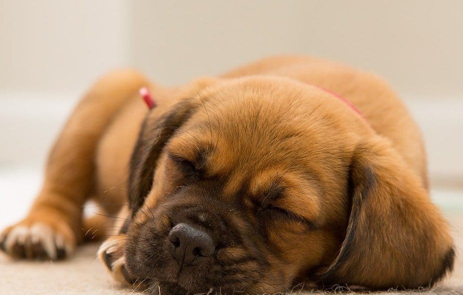 best memory foam dog bed