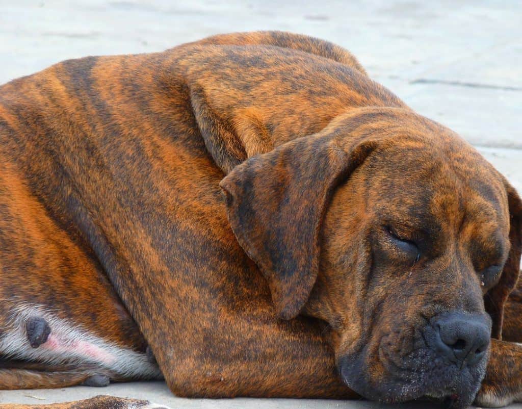 Best Orthopedic Dog Bed for Large Breeds (5 Top 2019 Picks)