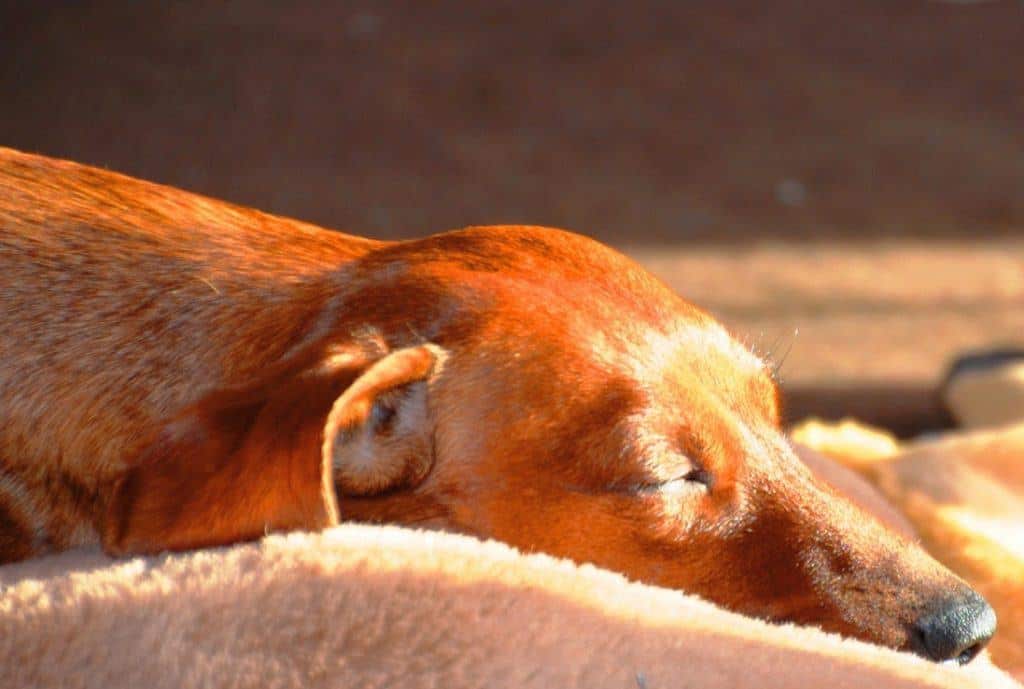 orthopedic dog bed