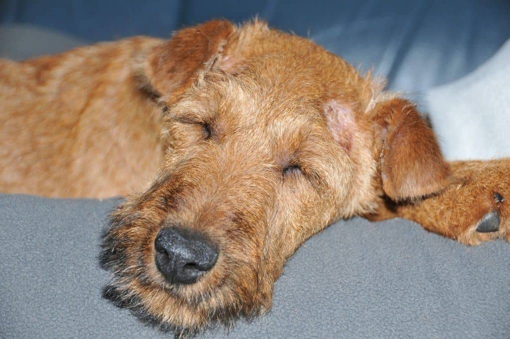 orthopedic dog bed 9