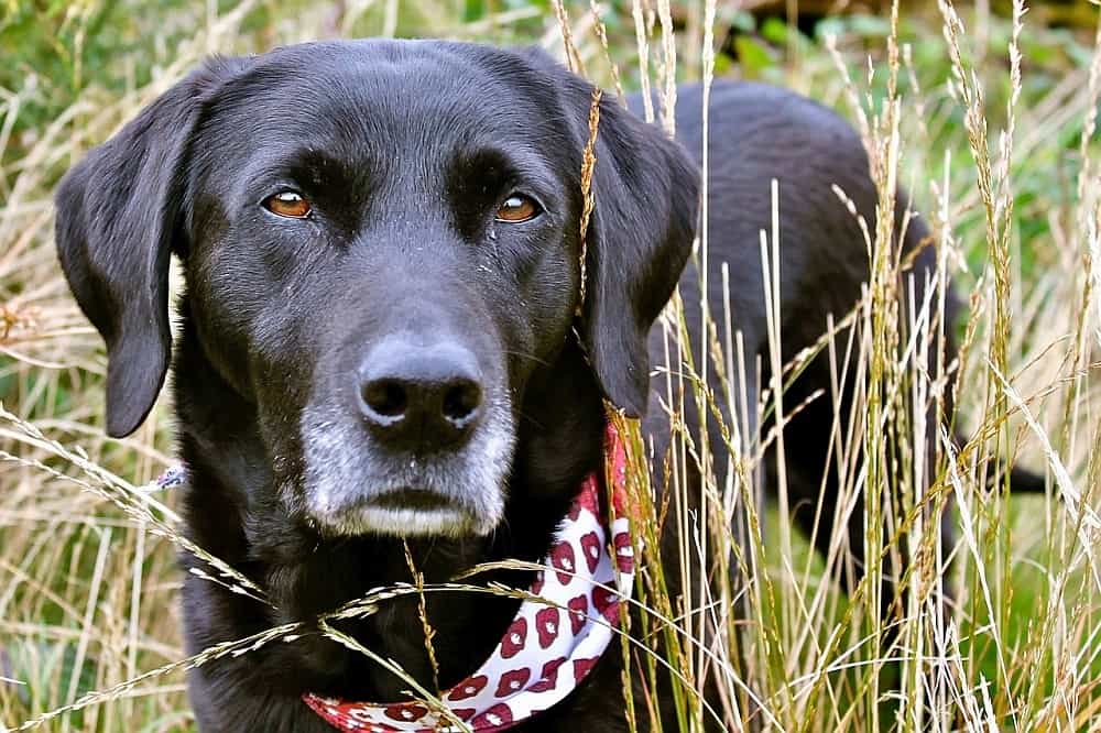 skin-problems-in-dogs