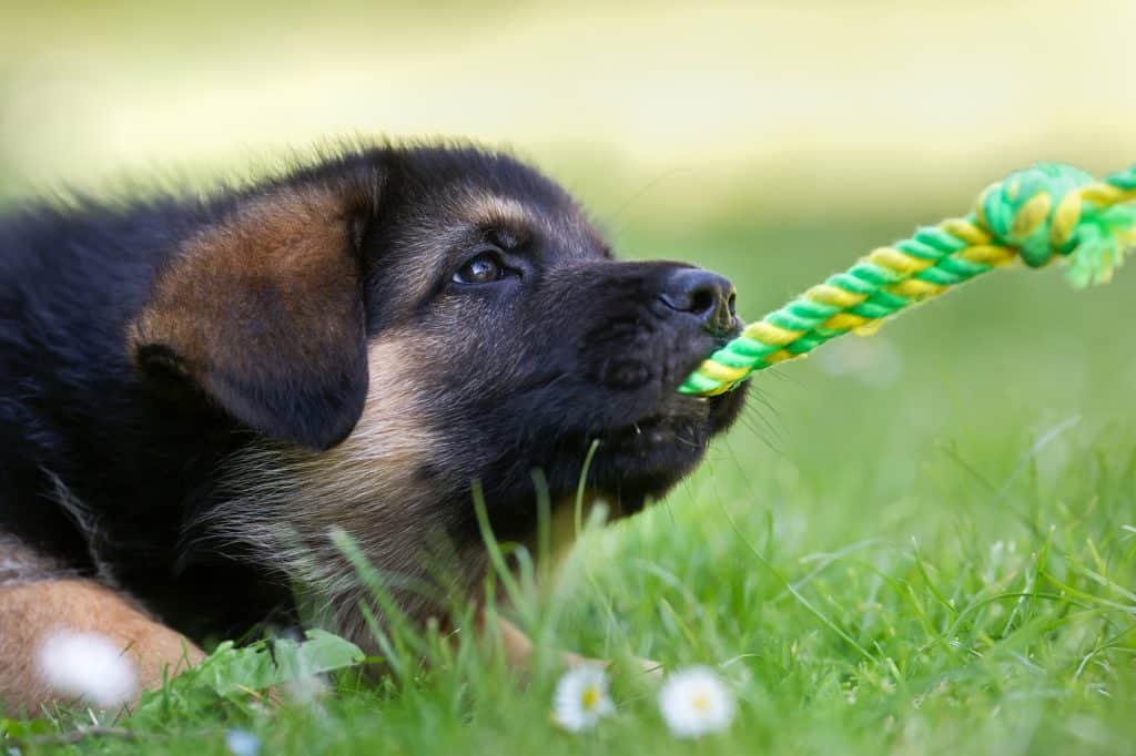 How to Train a German Shepherd Puppy Canine Weekly