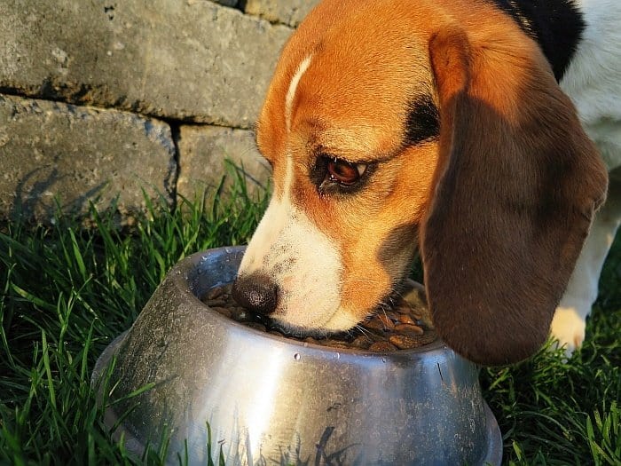 all-natural-food-for-dogs