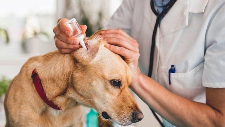 Dog Ear Medicine Side Effects