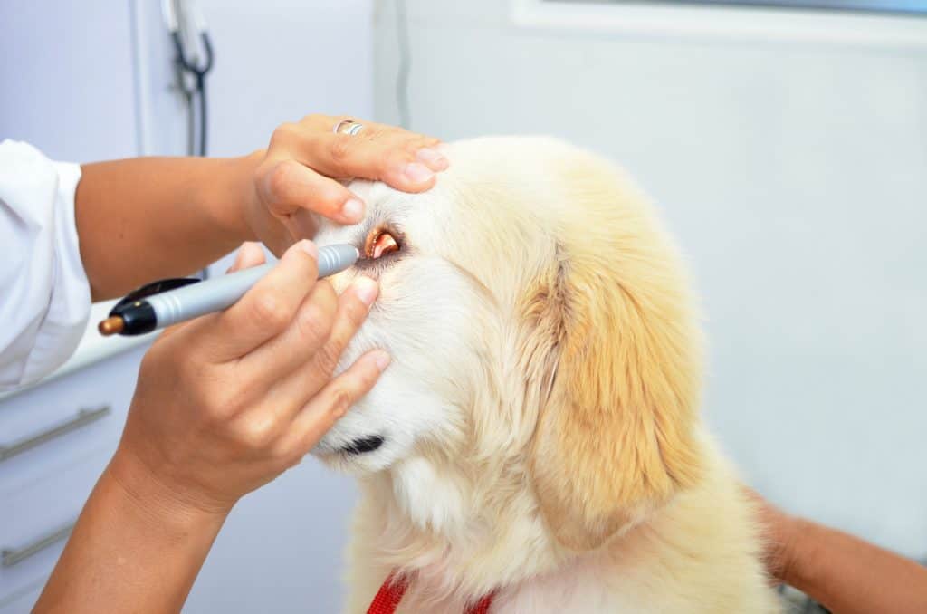 Dog Eye Infection Home Remedies Symptoms And Natural Treatments