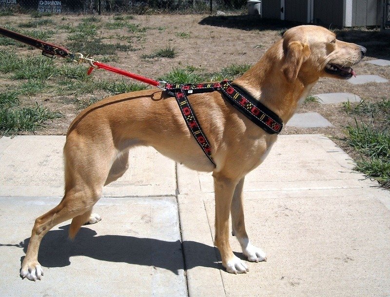 best leashes for big dogs