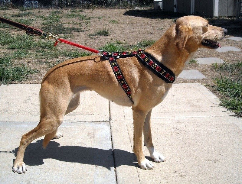 dog running harness