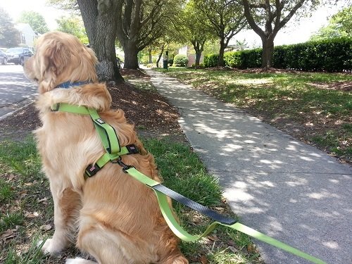 Dog harness for running