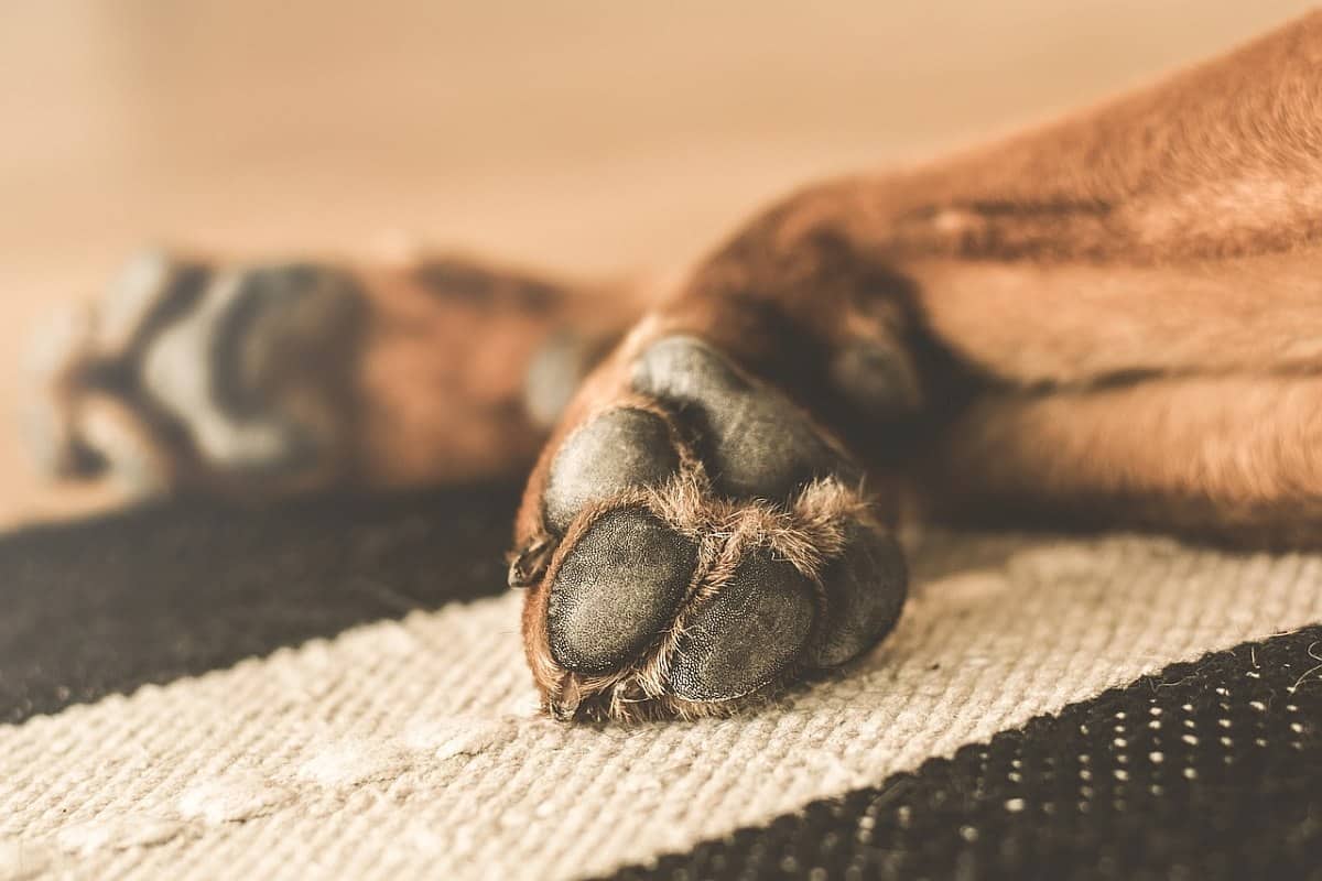 dog yeast paws treatment