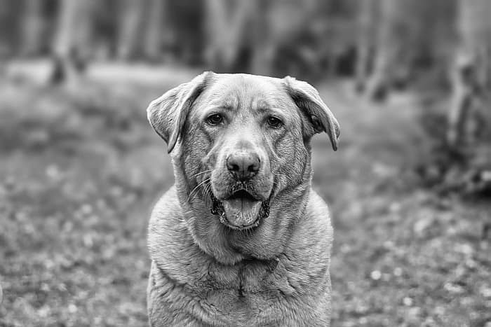 natural-dog-food