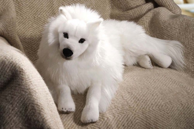 Japanese Spitz